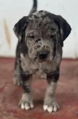 American Bully Puppies