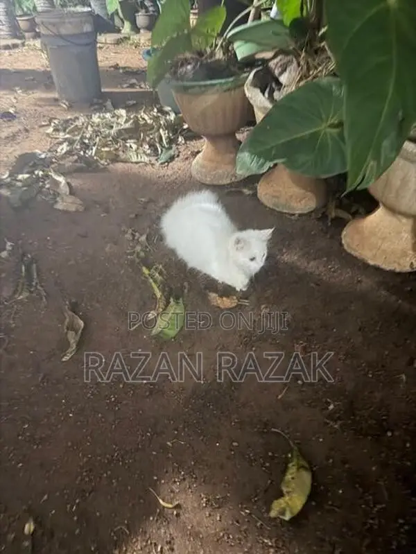 Persian Cat