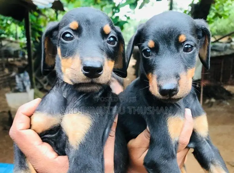Doberman Puppies