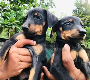 Doberman Puppies