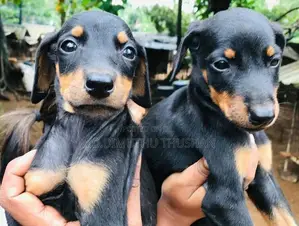Doberman Puppies