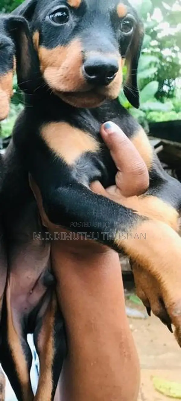 Doberman Puppies