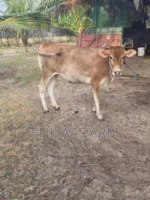 Milk Cow