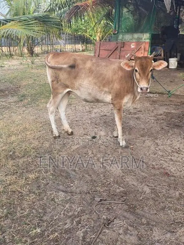 Milk Cow