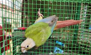 Pine Apple Conure Bird