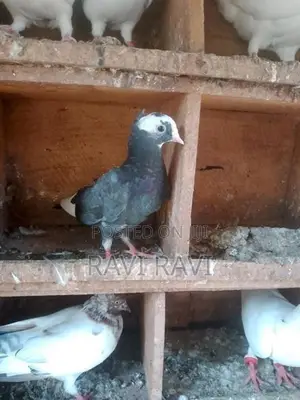 Pigeons