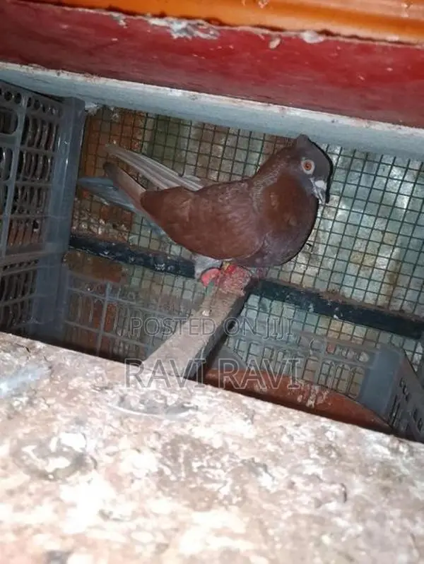 Pigeons