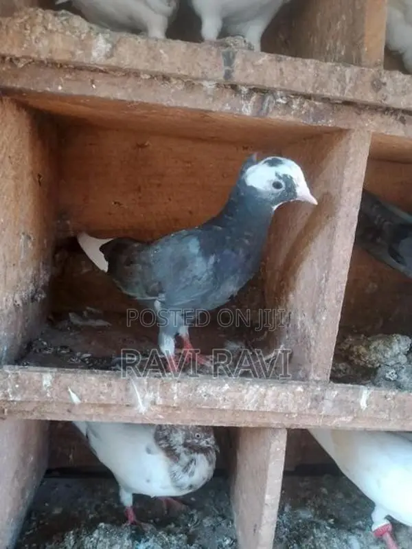 Pigeons