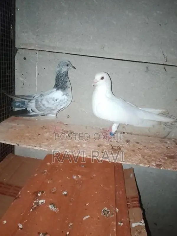 Pigeons