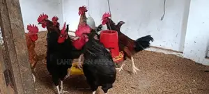 ஊர் சேவல்
