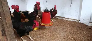 ஊர் சேவல்