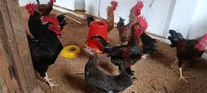 ஊர் சேவல்