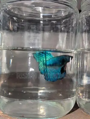 Rose Tail Betta