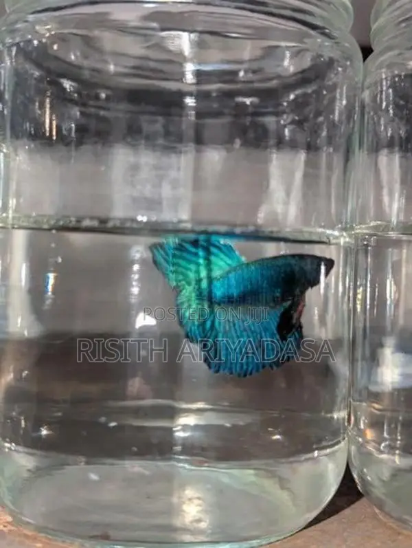 Rose Tail Betta