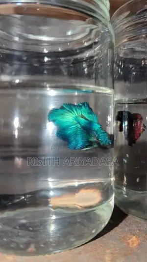 Rose Tail Betta