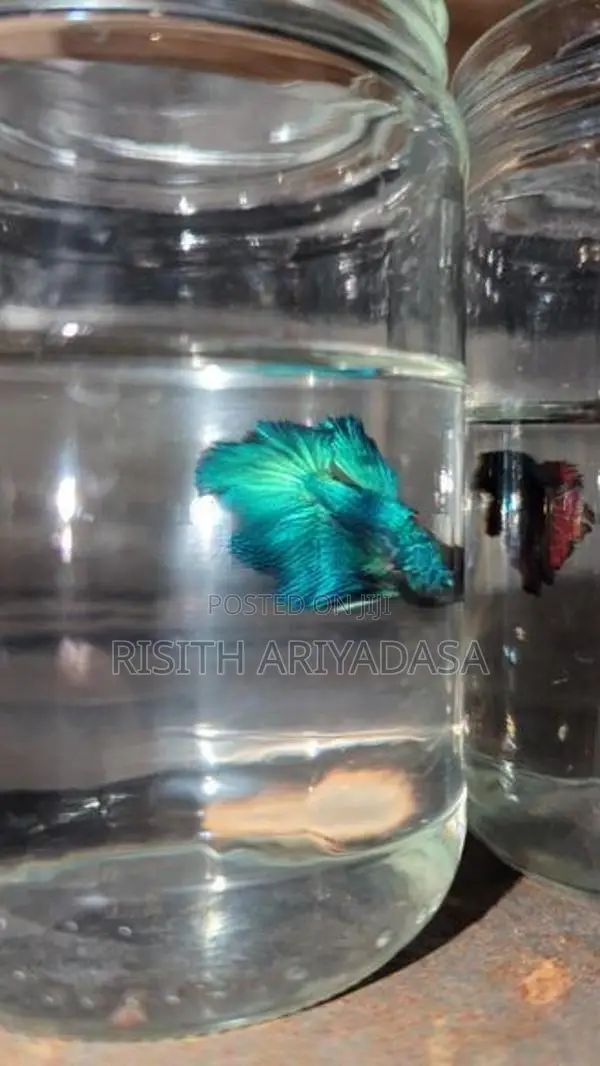 Rose Tail Betta
