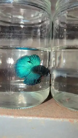 Rose Tail Betta