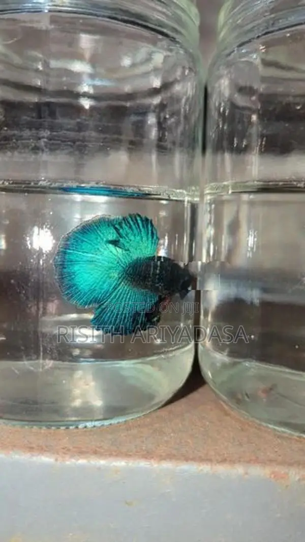 Rose Tail Betta