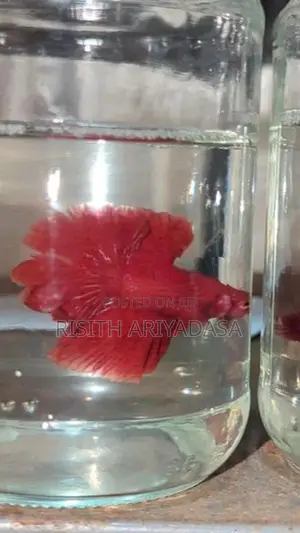 Rose Tail Betta