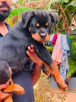 Rottweiler Puppy