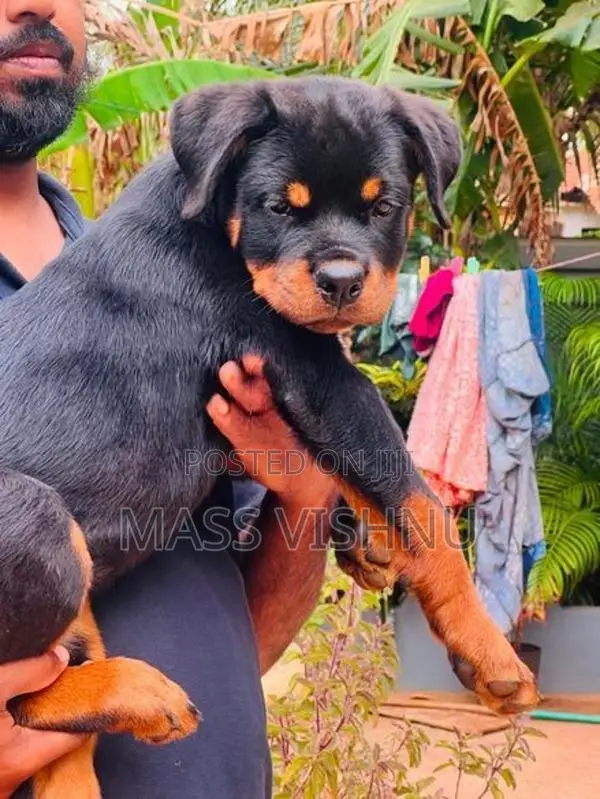 Rottweiler Puppy