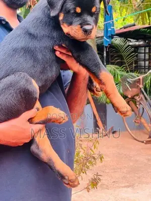 Rottweiler Puppy