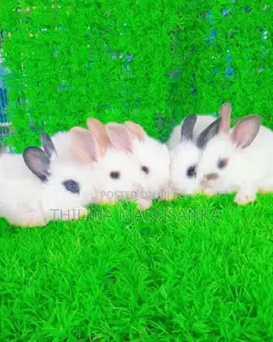 Rabbits