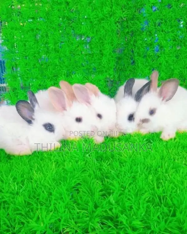 Rabbits