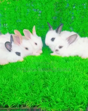 Rabbits