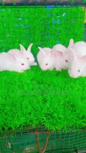 Rabbits