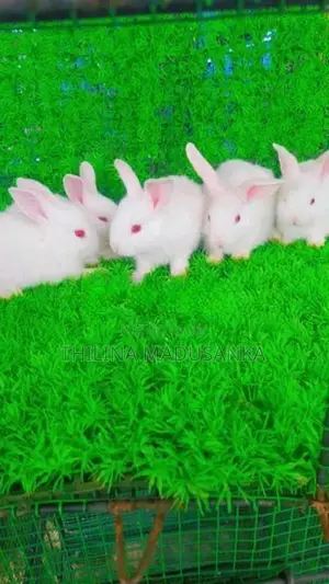 Rabbits