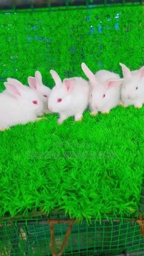 Rabbits