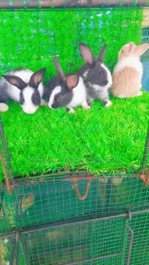 Rabbits
