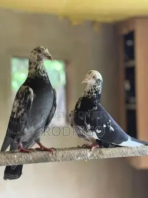 Pigeon