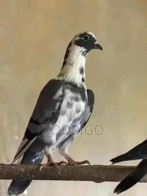 Pigeon