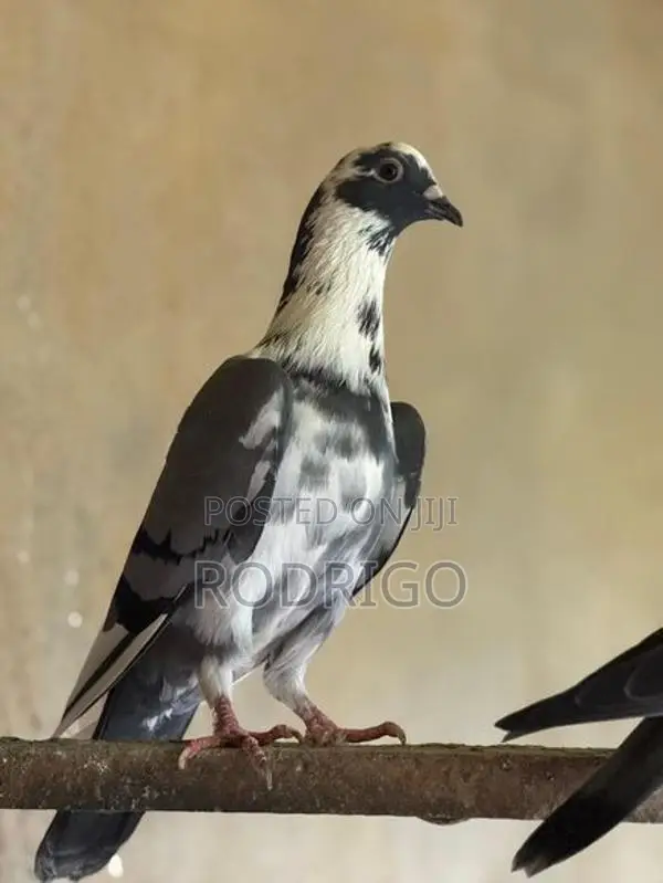 Pigeon