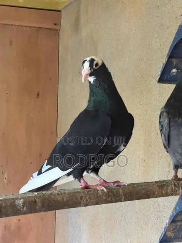 Pigeon
