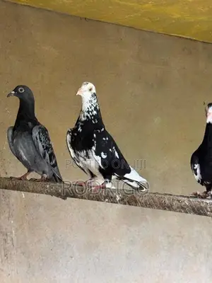 Pigeon