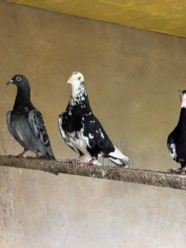 Pigeon