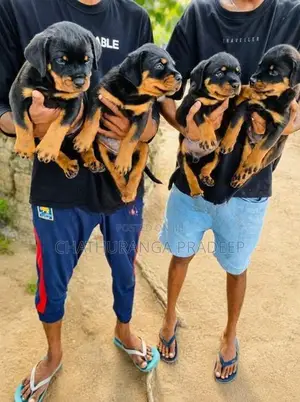 Rottweiler Puppy