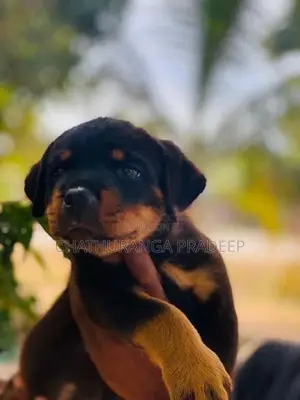 Rottweiler Puppy