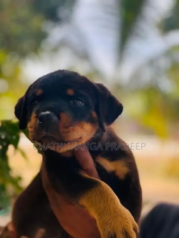 Rottweiler Puppy