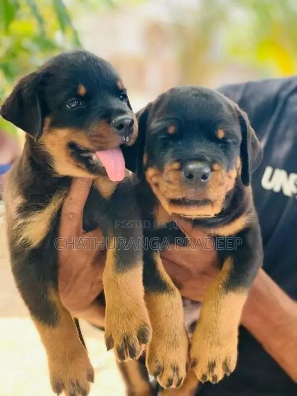 Rottweiler Puppy