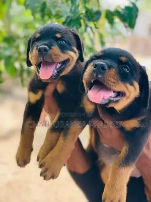 Rottweiler Puppy