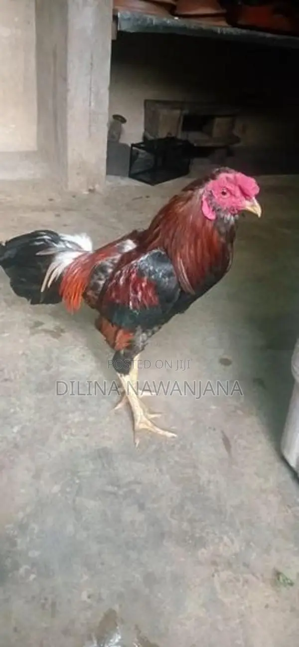 Kukulu 3nama Denawa