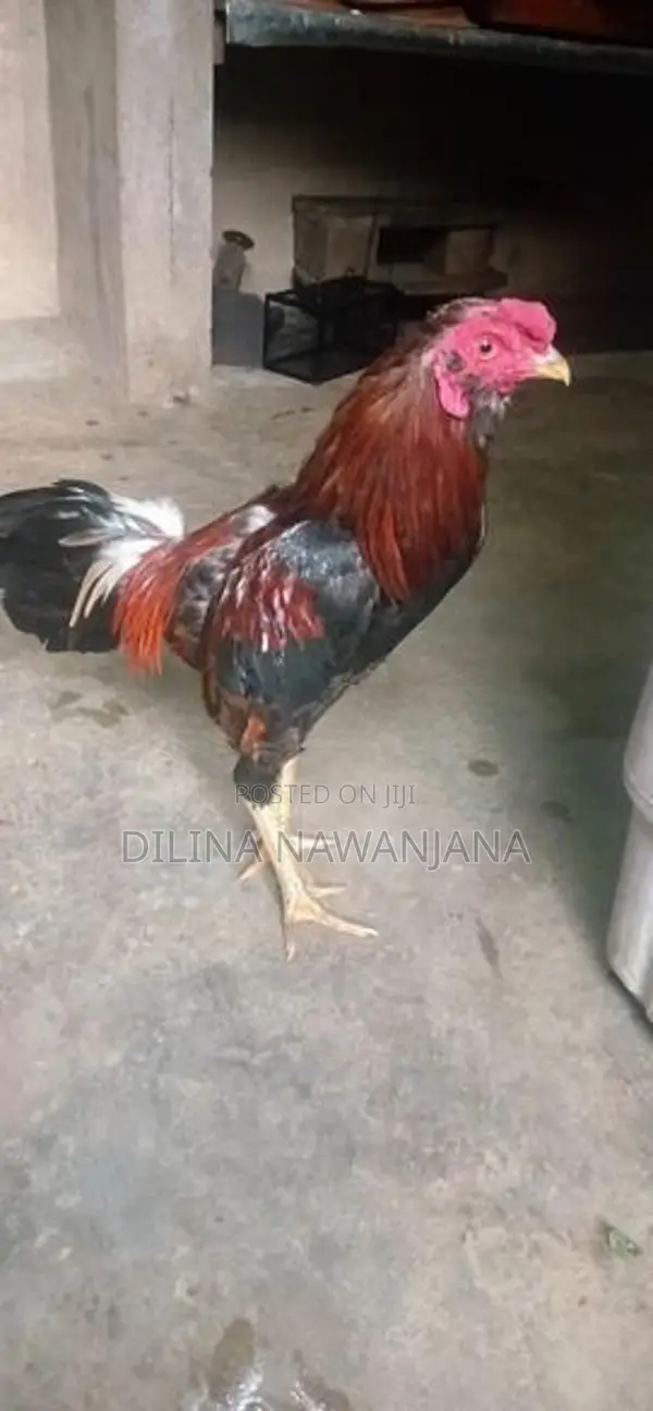 Kukullu
