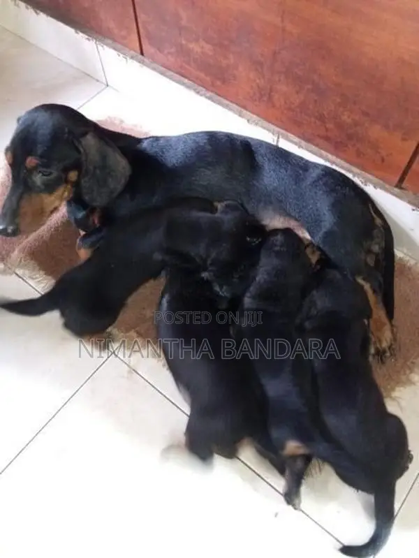 Dachshund Puppies