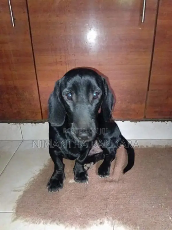 Dachshund Puppies