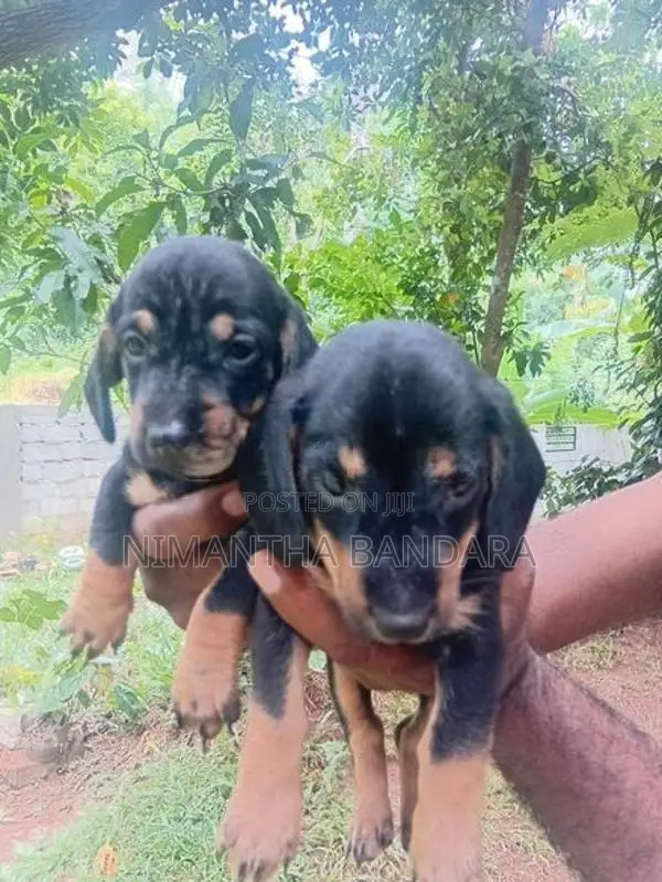 Dachshund Puppies