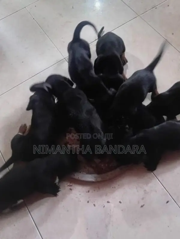 Dachshund Puppies
